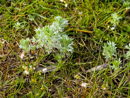 Closeup of fresh growing wormwood Seriphidium fragrans, Artemisia grasses in the wild field, Artemisinin medicinal plant, natural green grass leaves texture wallpaper backgroundの写真素材