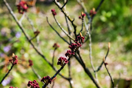 Flower of hamamelis Hamamelis virginiana L in early spring. Hamamelis has gorgeous flowers in early spring.の写真素材