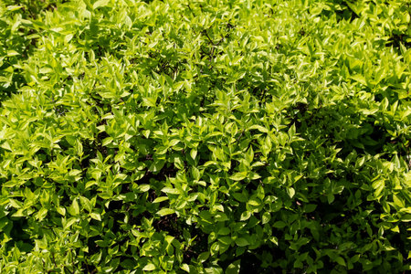 Background of green jasmine foliage in spring before flowering. Green flower buds on a background of leaves. The Latin name is Philadelphus lemoine or Philadelphus L.の写真素材