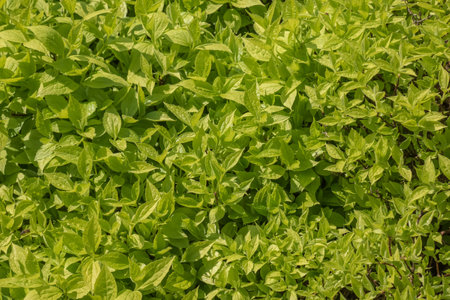 Background of green jasmine foliage in spring before flowering. Green flower buds on a background of...