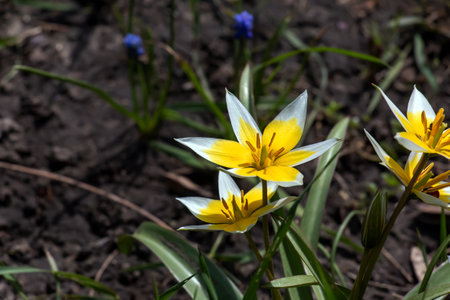 Turkestan Tulips or Tulipa Turkestanica. Delicate Spring Flowers. Abstract floral background. Blurred background. close up.の写真素材