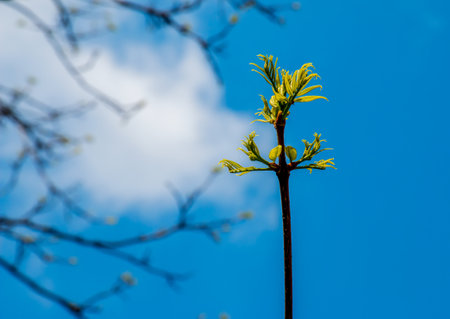 The new growth in spring from Phellodendron sachalinenseの写真素材