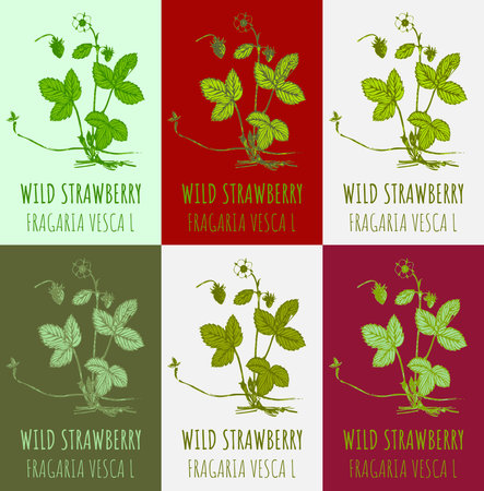 Set of vector drawing of WILD STRAWBERRY in various colors. hand drawn illustration. Latin name FRAGARIA VESCA L.のイラスト素材