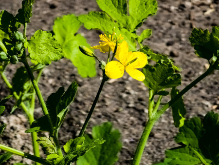 Young green buds and yellow flowers of celandine in spring. The Latin name of the plant is Chelidonium L. The concept of traditional medicine.の写真素材