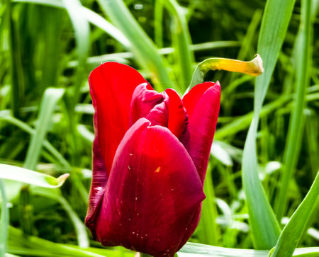 The bud of a dark red tulip of the Mascara variety in the spring park is just beginning to bloomの写真素材