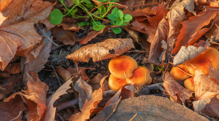 Forest mushrooms with yellow caps among the autumn leaves in the forest.の写真素材