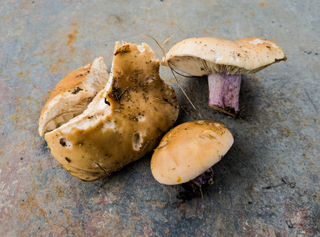 Picking mushrooms in the forest. fresh forest mushrooms. The row is ordinary. bluefoot.の写真素材