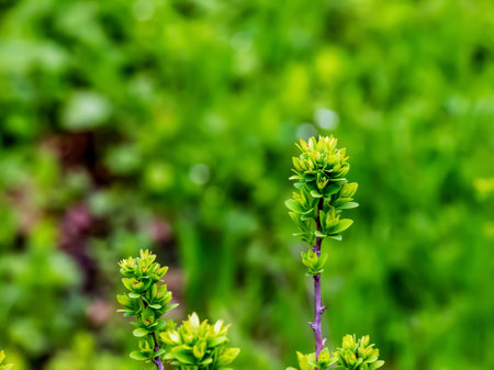 Young spring leaves of Ferghana meadowsweet, an ornamental shrub in a spring garden. Fresh leaves of decorative spirea.の写真素材
