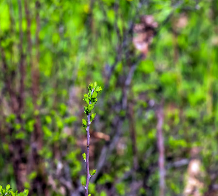 Young spring leaves of Ferghana meadowsweet, an ornamental shrub in a spring garden. Fresh leaves of decorative spirea.の写真素材