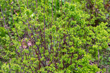 Young spring leaves of Ferghana meadowsweet, an ornamental shrub in a spring garden. Fresh leaves of decorative spirea.の写真素材