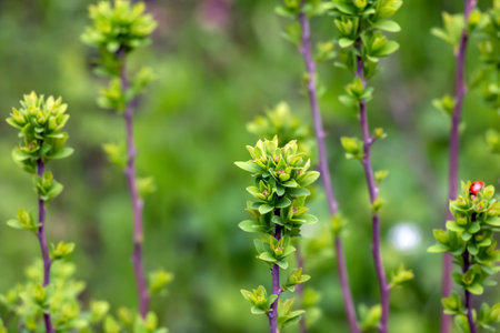 Young spring leaves of Ferghana meadowsweet, an ornamental shrub in a spring garden. Fresh leaves of decorative spirea.の写真素材