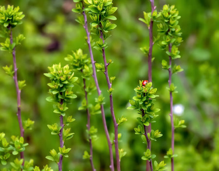 Young spring leaves of Ferghana meadowsweet, an ornamental shrub in a spring garden. Fresh leaves of decorative spirea.の写真素材