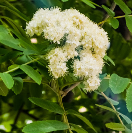 Green branch of blossoming rowan with white flowers close-up. Sorbus aucupariaの写真素材
