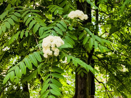 White rowan flowers on a branch sway in the wind. mountain ash tree. spring background. Sorbus aucupariaの写真素材
