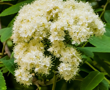 Green branch of blossoming rowan with white flowers close-up. Sorbus aucupariaの写真素材