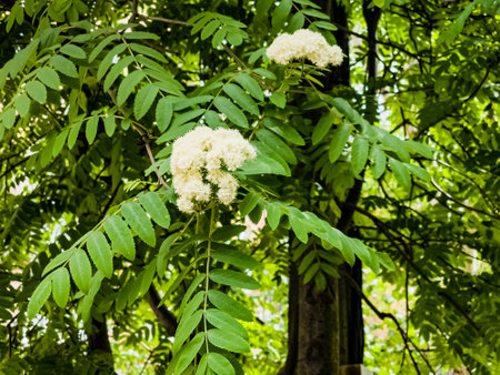 White rowan flowers on a branch sway in the wind. mountain ash tree. spring background. Sorbus aucupariaの写真素材