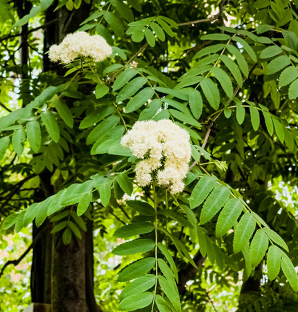 White rowan flowers on a branch sway in the wind. mountain ash tree. spring background. Sorbus aucupariaの写真素材