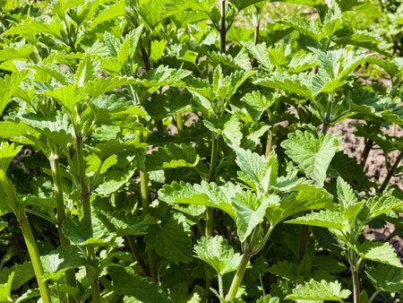 Melissa leaves. Background from green leaves of melissa officinalis. Melissa or lemon balm herb leaves close up.の写真素材