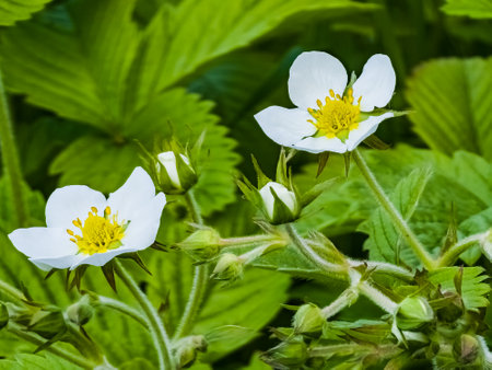 White flowers of wild strawberry in green grass. Latin name Fragaria L.の写真素材