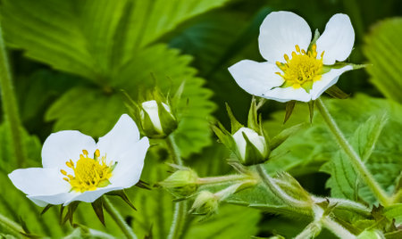 White flowers of wild strawberry in green grass. Latin name Fragaria L.の写真素材