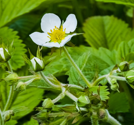 White flowers of wild strawberry in green grass. Latin name Fragaria L.の写真素材