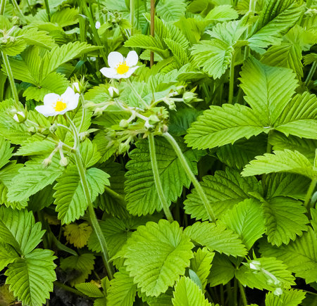 White flowers of wild strawberry in green grass. Latin name Fragaria L.の写真素材