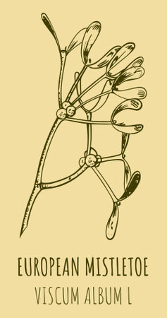 Drawings COMMON MISTLETOE. hand drawn illustration. Latin name VISCUM ALBUM L.のイラスト素材