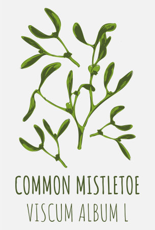 Drawings COMMON MISTLETOE. hand drawn illustration. Latin name VISCUM ALBUM L.のイラスト素材