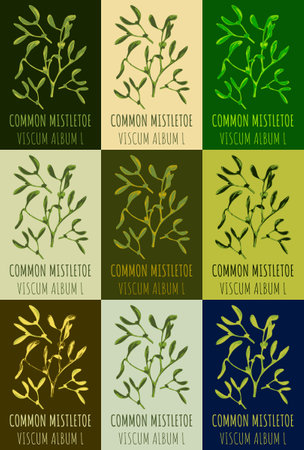 Set of drawing of COMMON MISTLETOE in various colors. hand drawn illustration. Latin name VISCUM ALBUM L.のイラスト素材