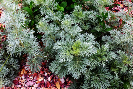 Wormwood Artemisia absinthium. A branch of decorative wormwood on the theater square in the city of Nitra in Slovakia.の写真素材