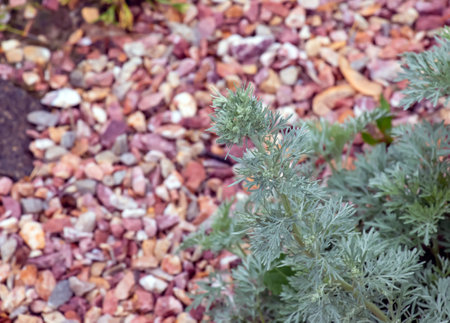 Wormwood Artemisia absinthium. A branch of decorative wormwood on the theater square in the city of Nitra in Slovakia.の写真素材