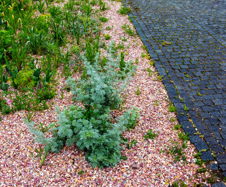 Wormwood Artemisia absinthium. A branch of decorative wormwood on the theater square in the city of Nitra in Slovakia.の写真素材