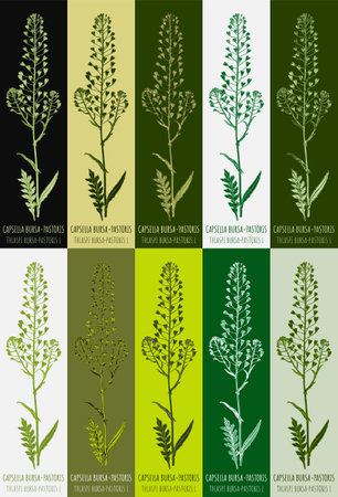 Set of drawing of CAPSELLA BURSA-PASTORIS in various colors. hand drawn illustration. Latin name THLASPI BURSA-PASTORIS L.のイラスト素材