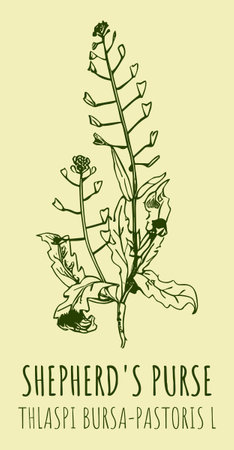 Drawings SHEPHERD'S PURSE . hand drawn illustration. Latin name THLASPI BURSA-PASTORIS L.のイラスト素材