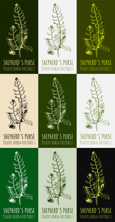 Set of drawing of SHEPHERD'S PURSE in various colors. hand drawn illustration. Latin name THLASPI BURSA-PASTORIS L.のイラスト素材