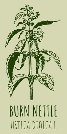 Drawings hand drawn illustration. Latin name URTICA DIOICA L.のイラスト素材
