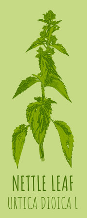 Drawings NETTLE LEAF. hand drawn illustration. Latin name URTICA DIOICA L.のイラスト素材
