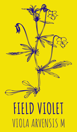 Drawings FIELD VIOLET. hand drawn illustration. Latin name VIOLA ARVENSIS.のイラスト素材