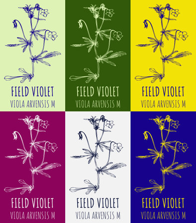 Set of drawing of FIELD VIOLET in various colors. hand drawn illustration. Latin name VIOLA ARVENSIS.のイラスト素材