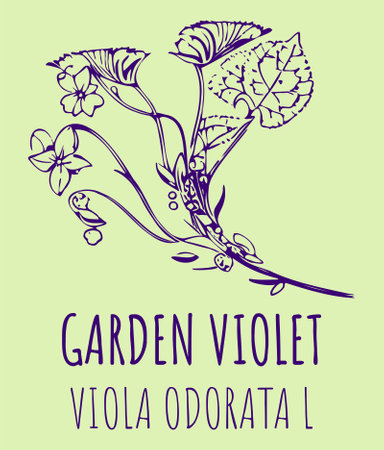 Drawings GARDEN VIOLET. hand drawn illustration. Latin name Viola odorata L.のイラスト素材