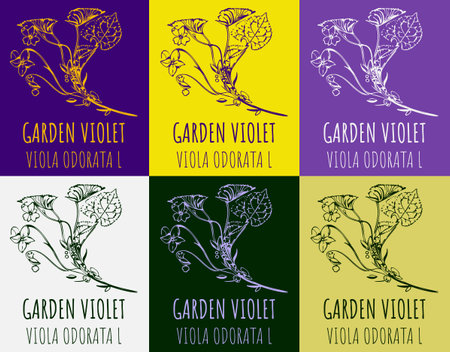 Set of drawing of GARDEN VIOLET in various colors. hand drawn illustration. Latin name Viola odorata L.のイラスト素材