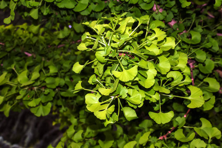 Fresh bright green leaves of ginkgo biloba. natural leaf texture background. Branches of a ginkgo tree in Nitra in Slovakia. Latin name Ginkgo biloba L.の写真素材