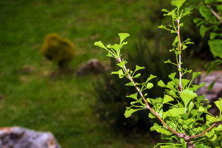 Fresh bright green leaves of ginkgo biloba. natural leaf texture background. Branches of a ginkgo tree in Nitra in Slovakia. Latin name Ginkgo biloba L.の写真素材