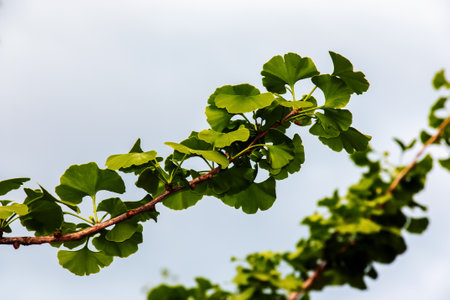 Fresh bright green leaves of ginkgo biloba. natural leaf texture background. Branches of a ginkgo...