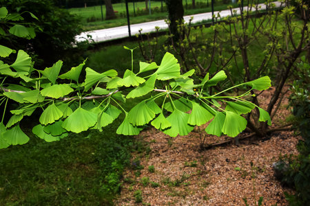 Fresh bright green leaves of ginkgo biloba. natural leaf texture background. Branches of a ginkgo tree in Nitra in Slovakia. Latin name Ginkgo biloba L.の写真素材