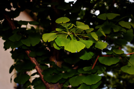 Fresh bright green leaves of ginkgo biloba. natural leaf texture background. Branches of a ginkgo tree in Nitra in Slovakia. Latin name Ginkgo biloba L.の写真素材