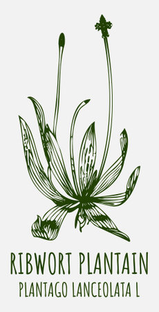 Drawings RIBWORT PLANTAIN. hand drawn illustration. Latin name PLANTAGO LANCEOLATA L.のイラスト素材