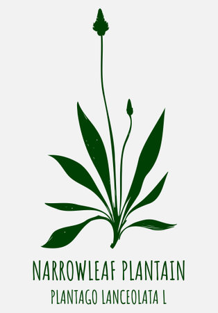 Drawings RIBWORT PLANTAIN. hand drawn illustration. Latin name PLANTAGO LANCEOLATA L.のイラスト素材