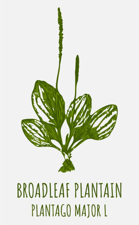 Drawings BROADLEAF PLANTAIN. hand drawn illustration. Latin name PLANTAGO MAJOR L.のイラスト素材