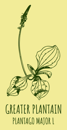Drawings BROADLEAF PLANTAIN. hand drawn illustration. Latin name PLANTAGO MAJOR L.のイラスト素材